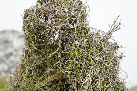 width=480 height=320